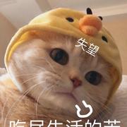 Miikuyo的个人资料头像