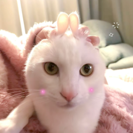 大白猫张yuki头像