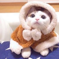 恋鼠的猫꧔头像