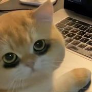 amoorzheyu的个人资料头像