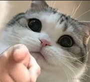 旺旺碎冰冰的个人资料头像