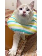 Oliver_xuan的个人资料头像