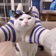 CC的个人资料头像