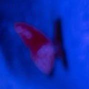 福尔摩斯的弟子的个人资料头像