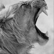 CyberLion的个人资料头像