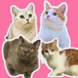 图图的四只小猫头像