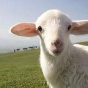 皮柒柒的个人资料头像