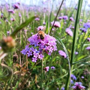 薄荷茶糖1E9U头像