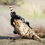 TigerWang00头像