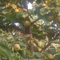 极速集安6h7头像