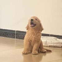 狗狗的魔法世界头像