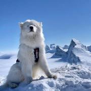 抱月月月月月月月月月犬的个人资料头像