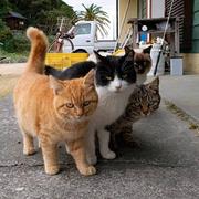 AlexGuan的个人资料头像