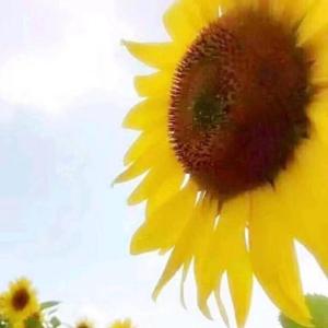 晓晓丽向上头像