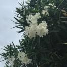 背着红书包上学的个人资料头像