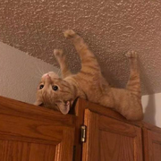 阿尔贝鲁的个人资料头像