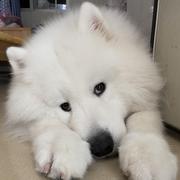 小团团的个人资料头像