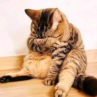 庄周不吃鱼了头像