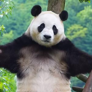 萌宠想象力头像