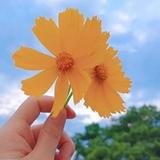 好运连连2433头像