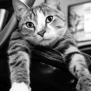 JailbreakLi的个人资料头像