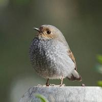 玛法里奥252头像