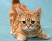 火焰鸟的个人资料头像