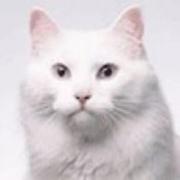 objcat的个人资料头像