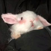 cora要加冰的个人资料头像