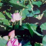 森林守护神937头像