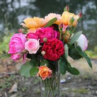 长沙绿植盆栽唐头像