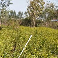 清香茉莉花园头像