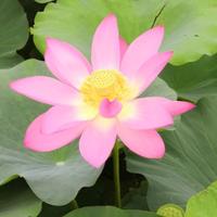 闲人亦悠然头像