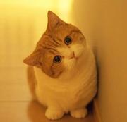 需求实现不了的个人资料头像