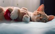 一只很闲的猫的个人资料头像