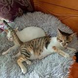 混世魔王的小猫咪头像