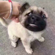 狗嘿你舞咯头像