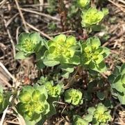 revanant26224的个人资料头像