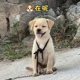 叫我用户大人头像