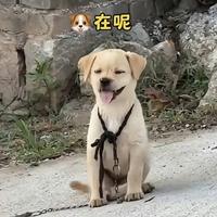 叫我用户大人头像