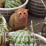 找不到api的个人资料头像