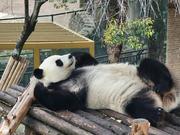 翘脚熊猫的个人资料头像