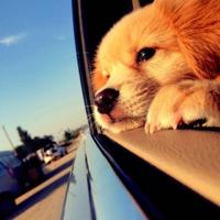 orange不是柚子头像