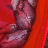 骗人是小狗2头像