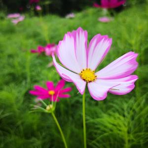 桃花园阿香头像