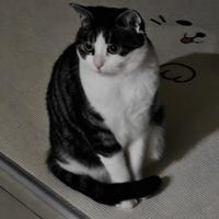 兜里有糖吃Y头像