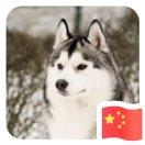 wonderstone的个人资料头像
