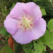 花无百日红518的个人资料头像