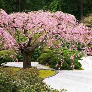 陌上指尖花开头像