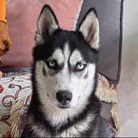 沉默不语的花头像